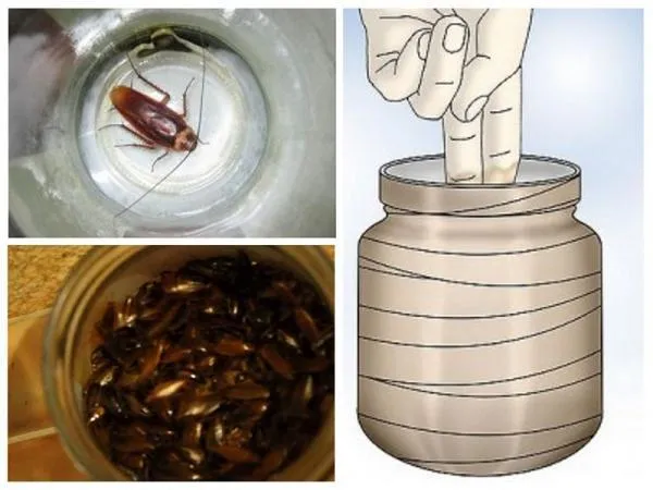 Разновидности ловушек для тараканов, насколько они эффективны на практике