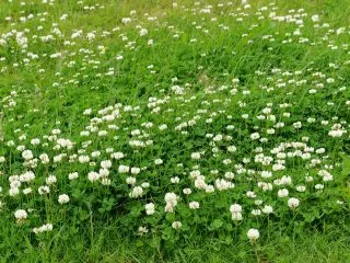 Белый клевер (Trifolium repens)