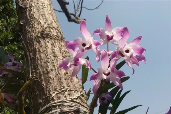 Изысканный цветок в дикой природе: как растут экзотические орхидеи, где селятся, почему любят деревья?