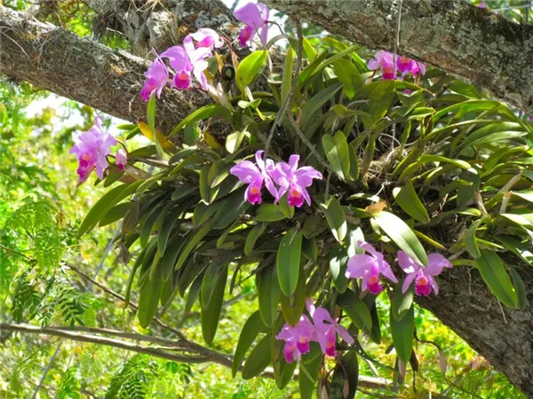 Изысканный цветок в дикой природе: как растут экзотические орхидеи, где селятся, почему любят деревья?