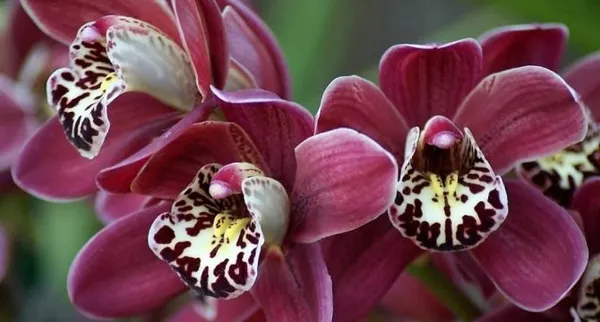 Соцветия орхидеи