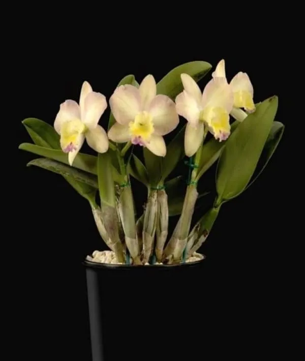 Орхидея фото 5