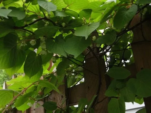 Актинидия коломикта, или крыжовник амурский (Actinidia kolomikta)