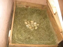 Гнездо из ящика