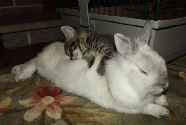 Кролик спит с кошкой