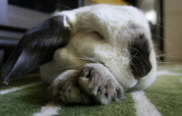 Сон кролика