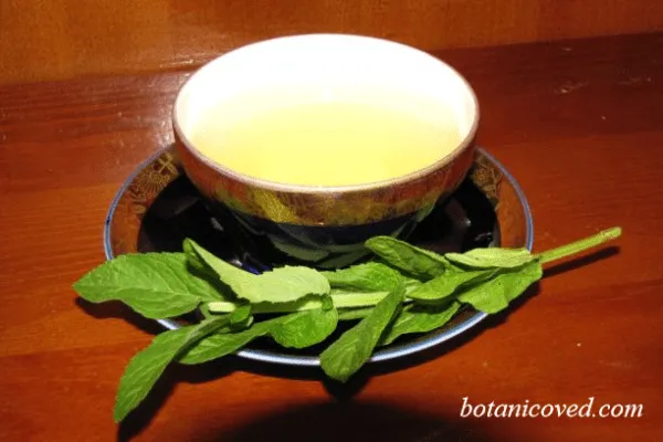 рецепт чая из листьев мяты