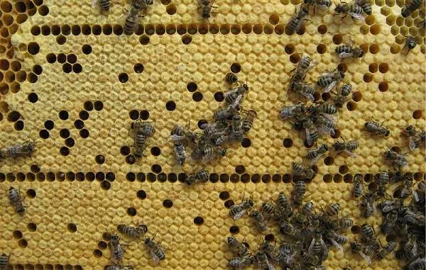 Пчела-насекомое-Описание-особенности-виды-образ-жизни-и-среда-обитания-пчелы-17