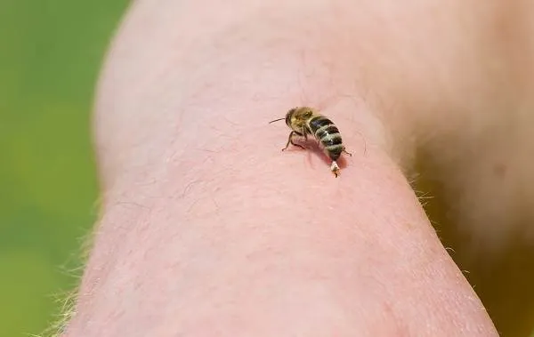 Пчела-насекомое-Описание-особенности-виды-образ-жизни-и-среда-обитания-пчелы-20