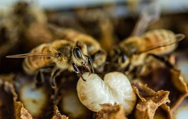 Пчела-насекомое-Описание-особенности-виды-образ-жизни-и-среда-обитания-пчелы-18