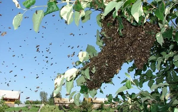 Пчела-насекомое-Описание-особенности-виды-образ-жизни-и-среда-обитания-пчелы-16