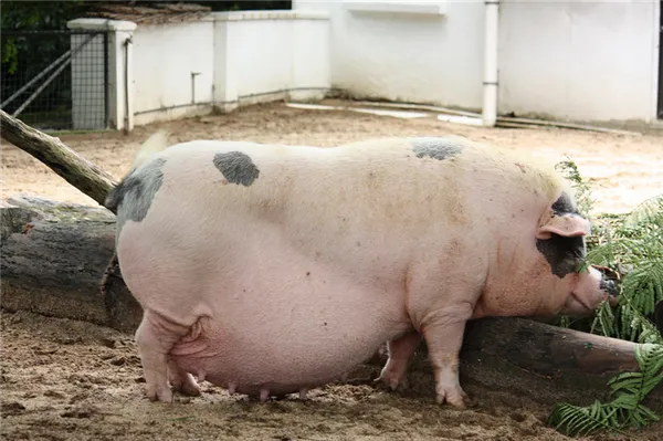 Беременная свинья
