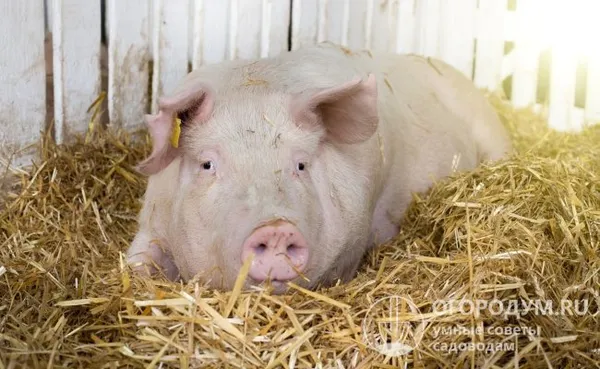 После успешного оплодотворения свинки становятся менее активными, предпочитают спокойно полежать