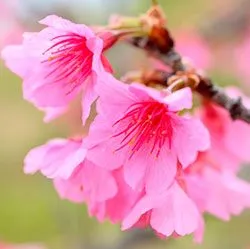 ветки сакуры с цветочками