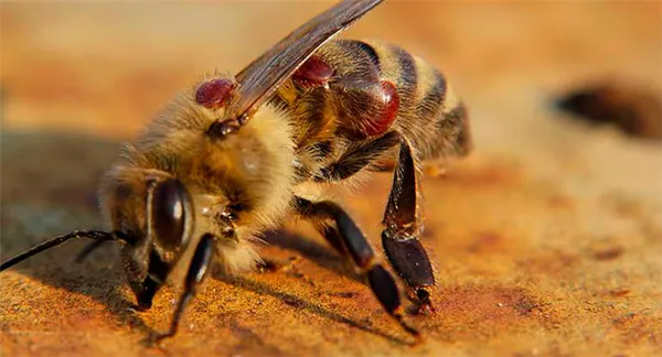 Обработка пчел осенью от варроатоза