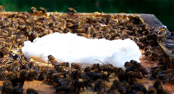 Сроки осенней подкормки пчел