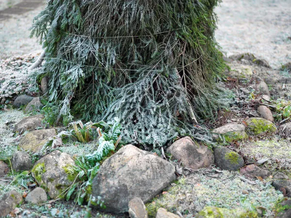 Традиционно лапником укрывают растения на зиму