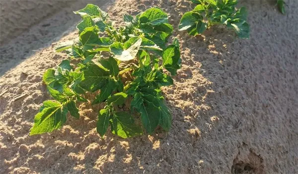Как подкислить почву под картофелем, помидорами и гортензиями - фото