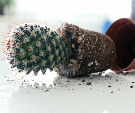 Как пересадить кактус, чтобы не уколоть руки и не повредить колючки