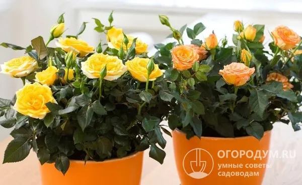 Миниатюрные розы Кордана, созданные специалистами немецкого питомника «Кордес», предназначены для выращивания как в горшечной культуре, так и в открытом грунте