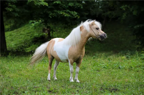 Мини-лошадь (11 фото): маленькие и карликовые породы, описание, содержание