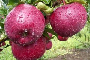 Описание и характеристика яблони сорта Макинтош, посадка и уход