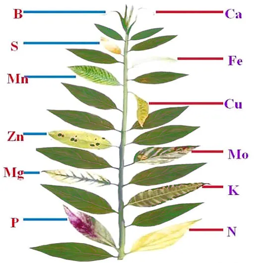 Виды хлорозов зеленых частей растений