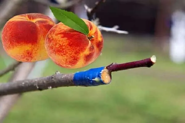 прививают персики 