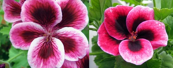 Слева цветок пеларгонии, справа - герани