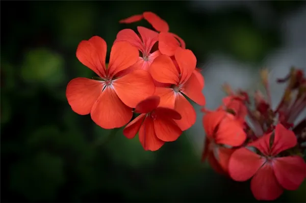 Фото цветков герани