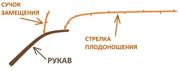 Плодовое звено. Схема.