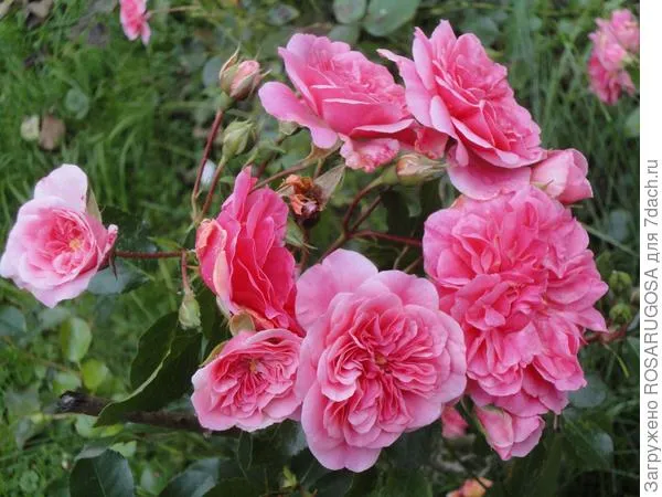 У розы Les Quatre Saisons окраска лепестков неравномерная. Фото автора