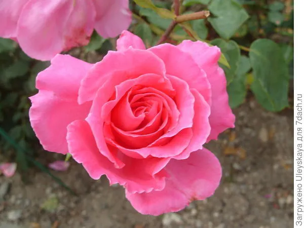 Роза садовая Феодосийская Красавица, фото автора