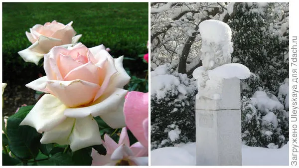 Роза садовая Марина Стевен и памятник Х.Х. Стевену в Никитском ботаническом саду зимой, фото автора