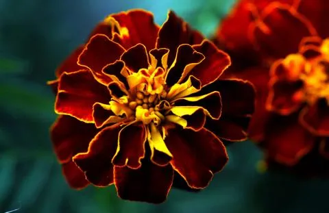 Бархатцы — это красивые и универсальные цветы, которые прекрасно смотрятся где угодно