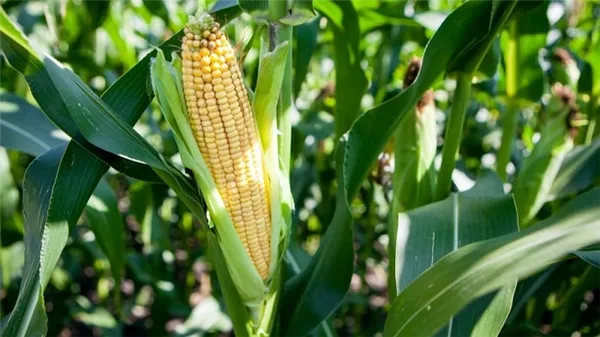 Как растет кукуруза: фото и этапы выращивания, советы опытных фермеров