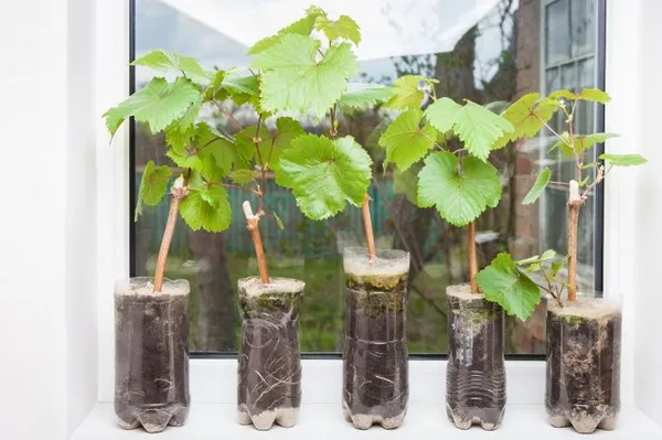 Seedlings of grapes in plastic pots on the windowsill, grape shoots, small vine ready for planting in the ground