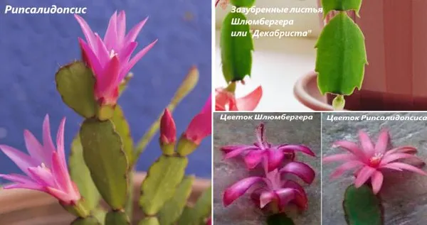 Фото отличия между кактусами Рипсалидопсис и Шлюмбергера
