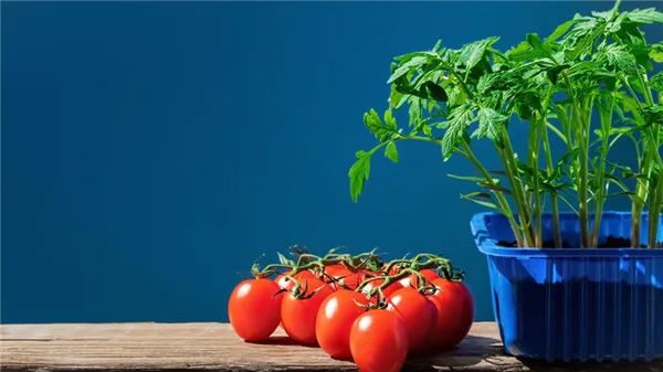 На столе стоит синяя пластиковая емкость с рассадой томатов. Рядом лежат красные помидоры черри с плодоножками