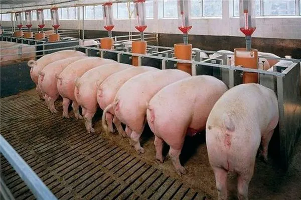 Станки для свиней, выращиваемых по датской технологии