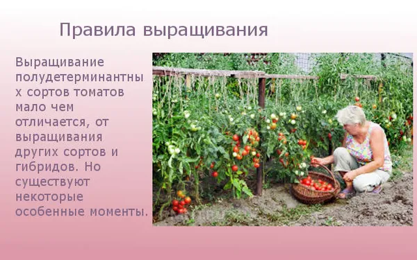 Правила выращивания сорта томатов