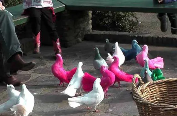 Розовый окрас птицы с острова Маврикия