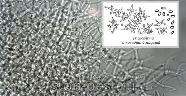 Триходерма (Trichoderma) под микроскопом - кинидии и мицелий