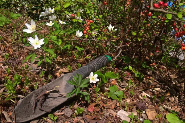 Анемона дубравная – нежная и хрупкая красавица с белоснежными цветками