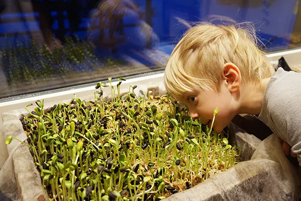 Ребенок наблюдает за ростом микрозелени подсолнечника