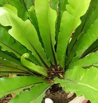 Асплениум гнездовой фото - растение костенец