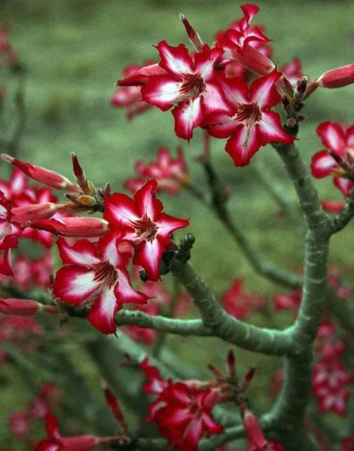 Цветки адениума мультицветкового