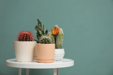 Как покрасить колючки у кактуса в домашних условиях?