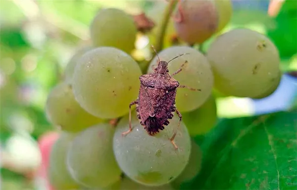 Мраморный клоп – вредитель сельского хозяйства (на фото на винограде)