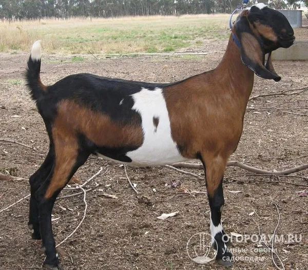 «Римская» горбоносость наиболее выражена у австралийского типа нубийских коз (на фото)
